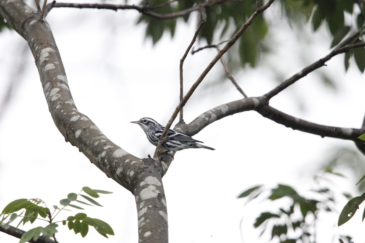 Black-and-white Warbler - ML644235035