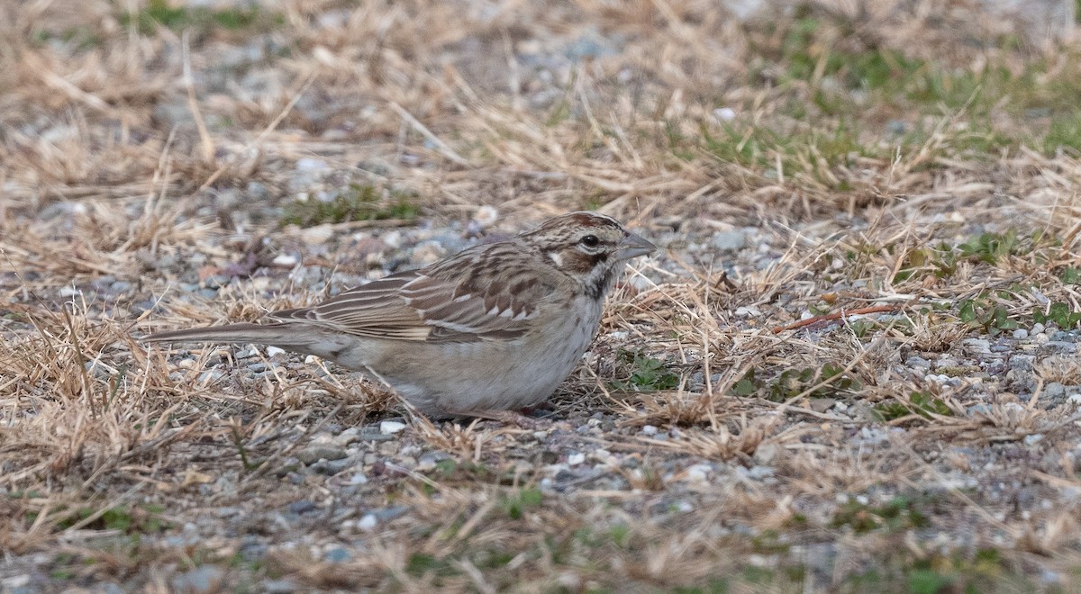 Lark Sparrow - ML644235054