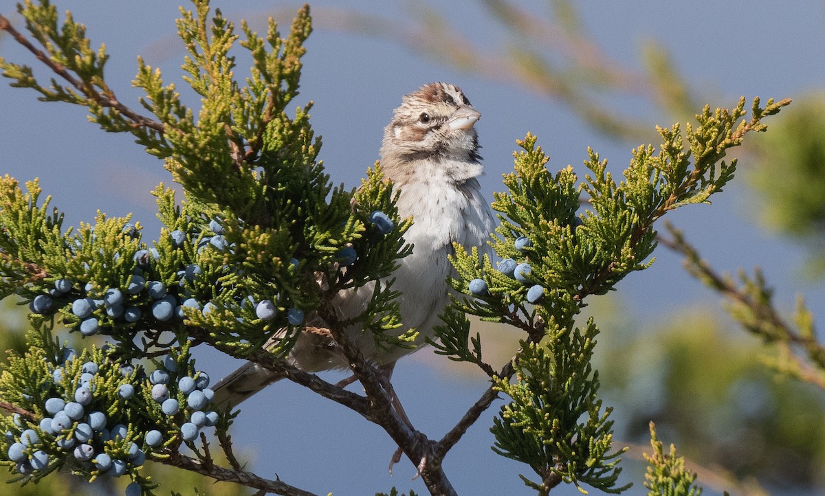 Lark Sparrow - ML644235055