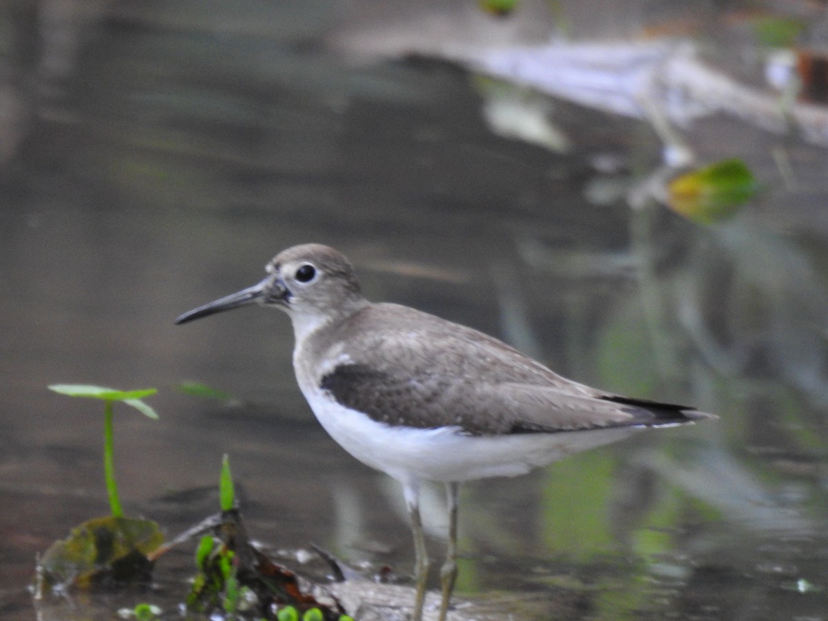 Solitary Sandpiper - ML644235056
