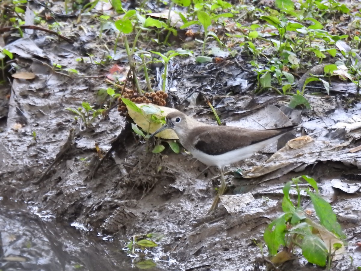 Solitary Sandpiper - ML644235062
