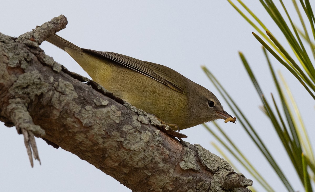 Orange-crowned Warbler - ML644235064