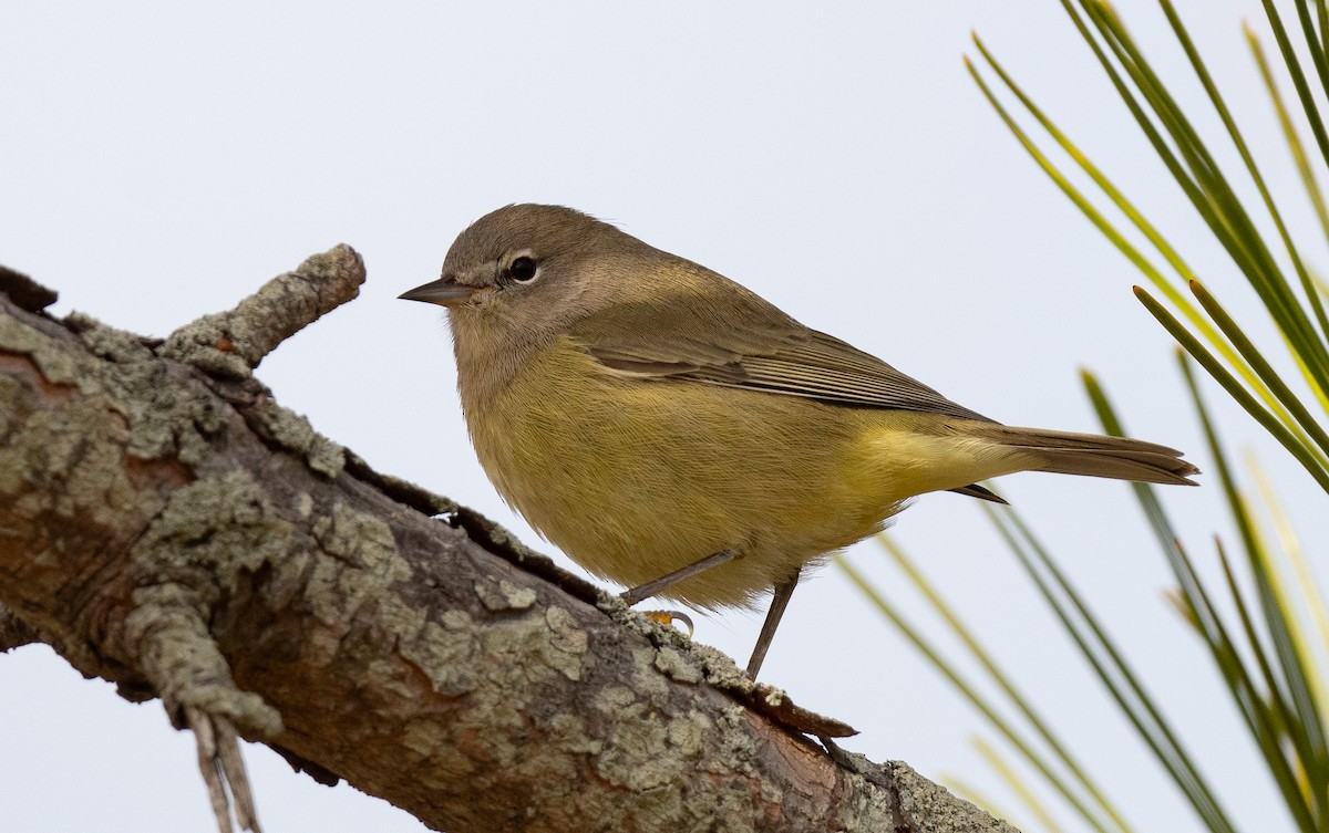 Orange-crowned Warbler - ML644235065