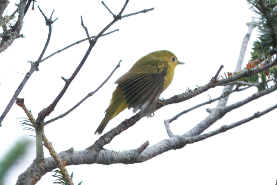 Northern Yellow Warbler - ML644235071