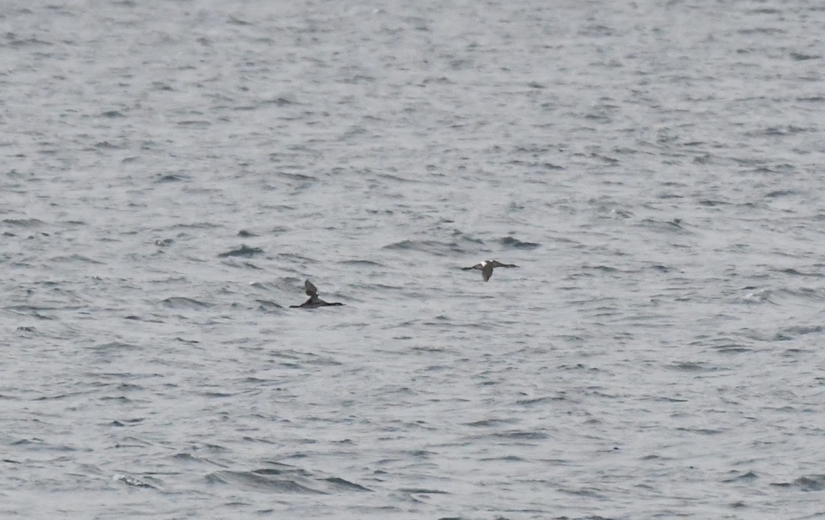 Red-necked Grebe - ML644235073