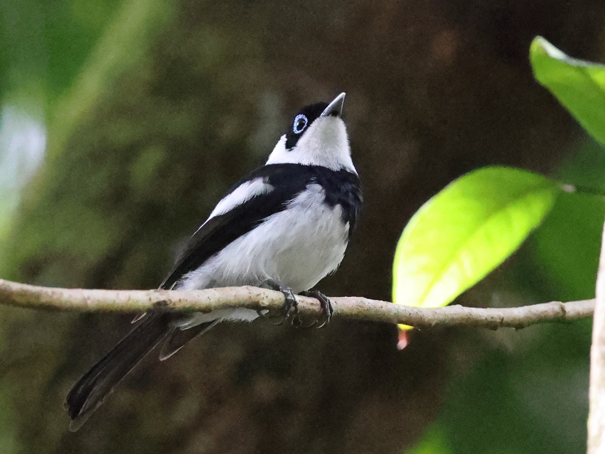 Pied Monarch - ML644235077