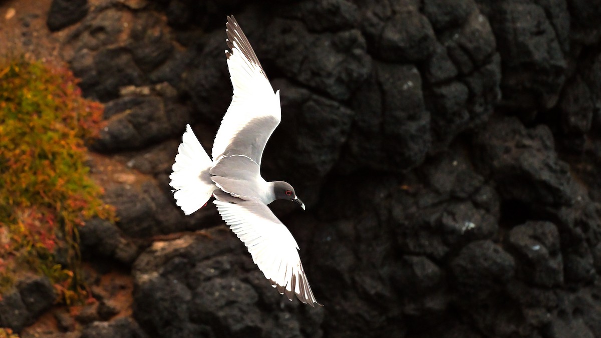Swallow-tailed Gull - ML644235079