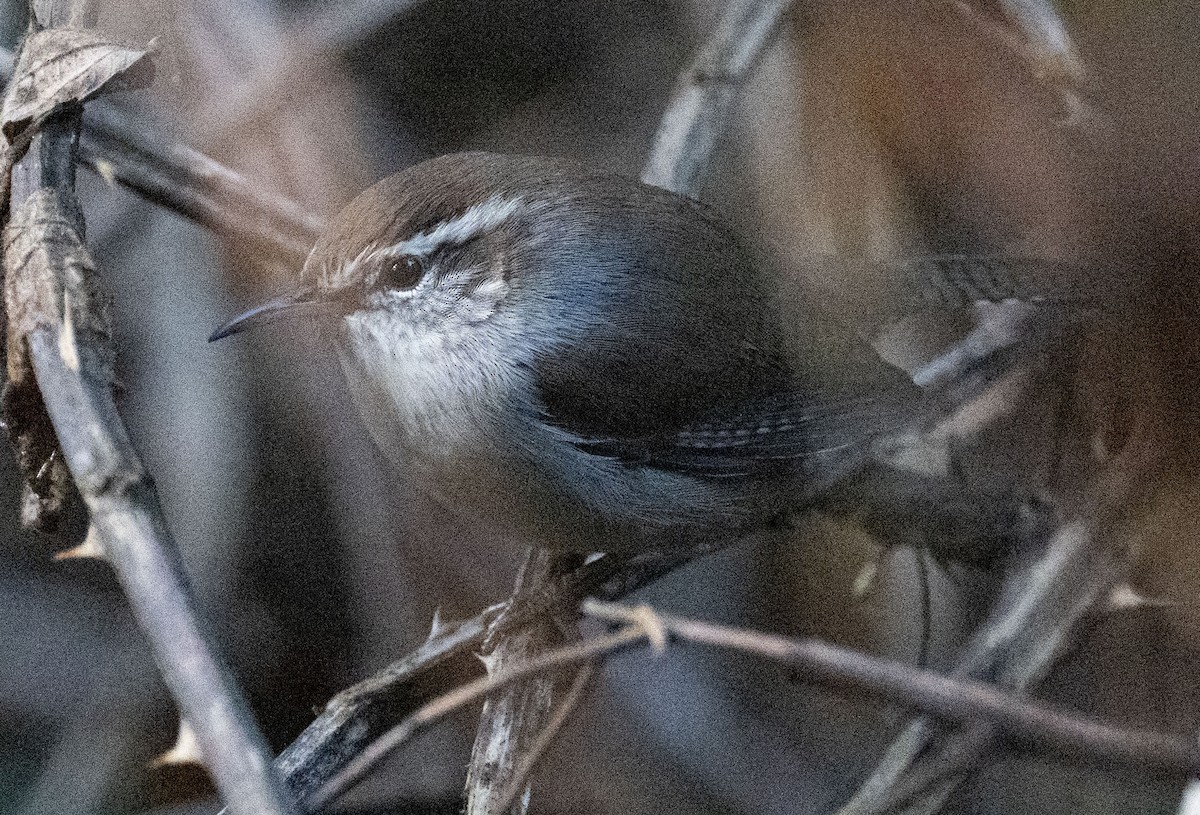 Підбуреник - ML644235087