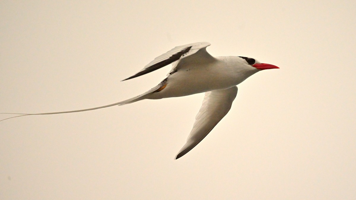 Kırmızı Gagalı Tropikkuşu - ML644235107