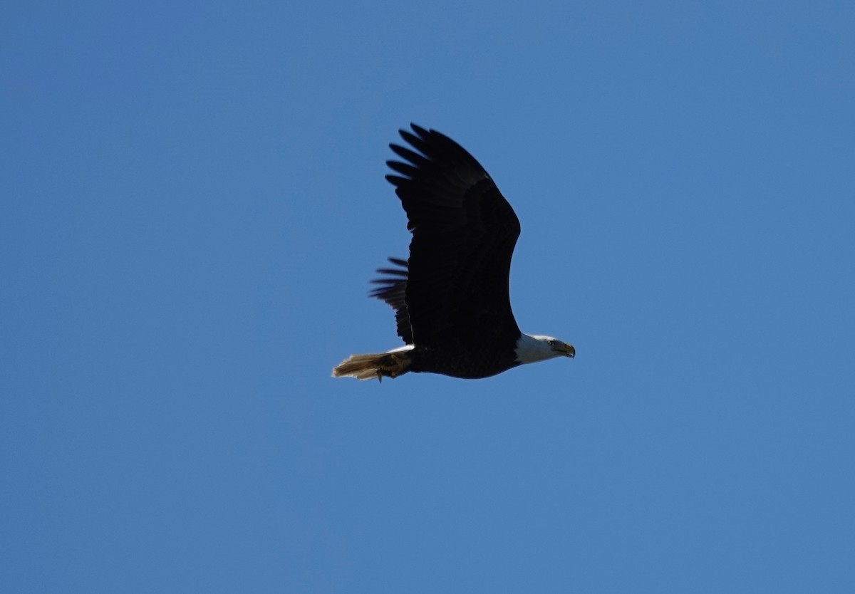 Bald Eagle - ML644235114