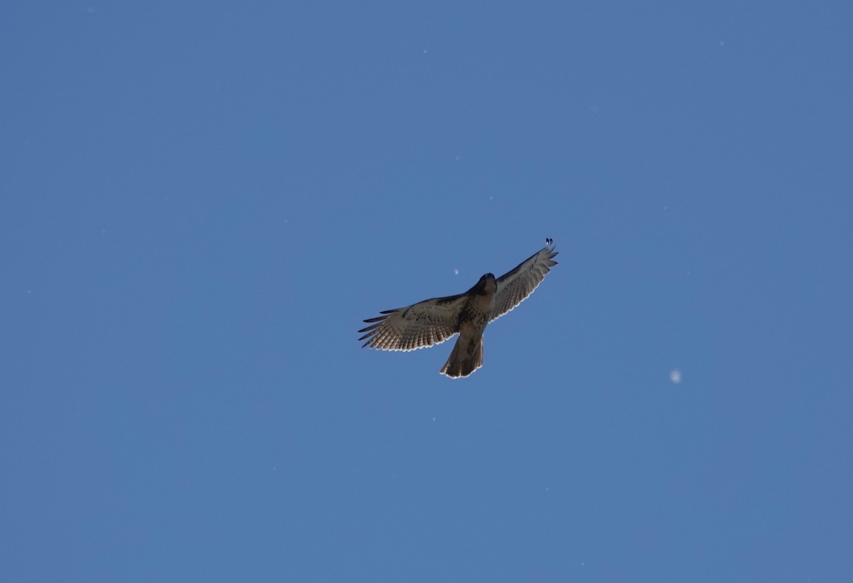 Red-tailed Hawk - ML644235117