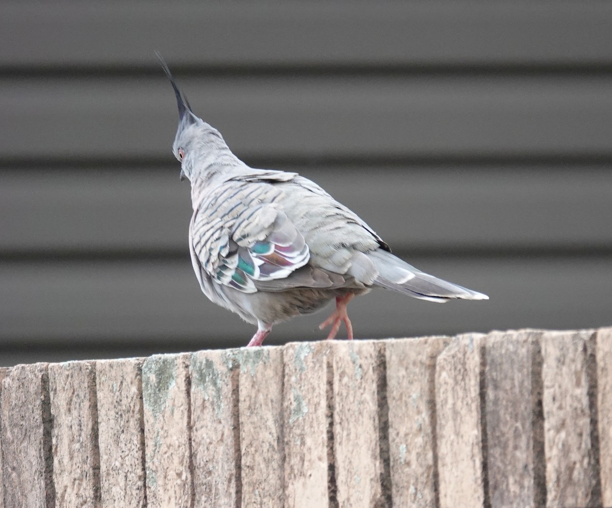 Spitzschopftaube - ML644235118