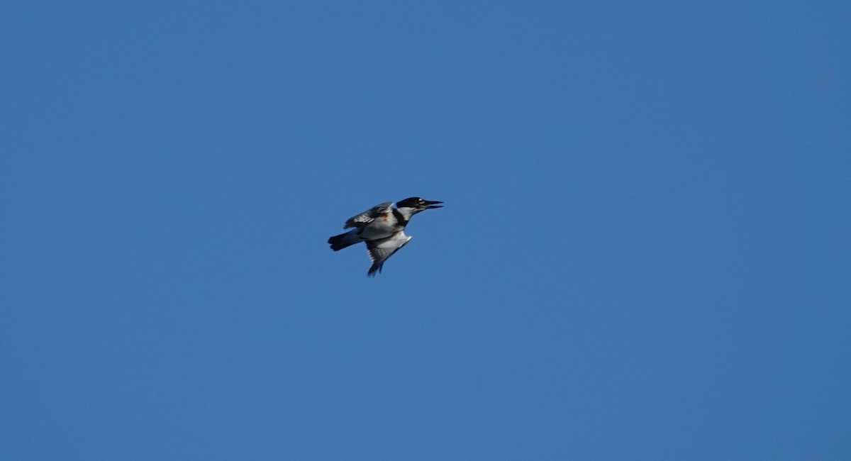 Belted Kingfisher - ML644235121