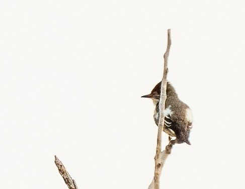 Olive-sided Flycatcher - ML644235126