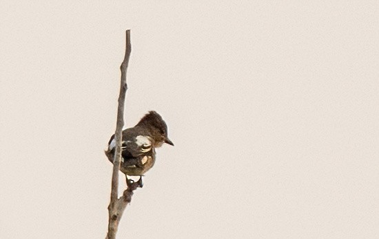 Olive-sided Flycatcher - ML644235127