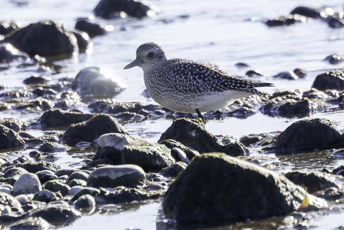 Black-bellied Plover - ML644235153
