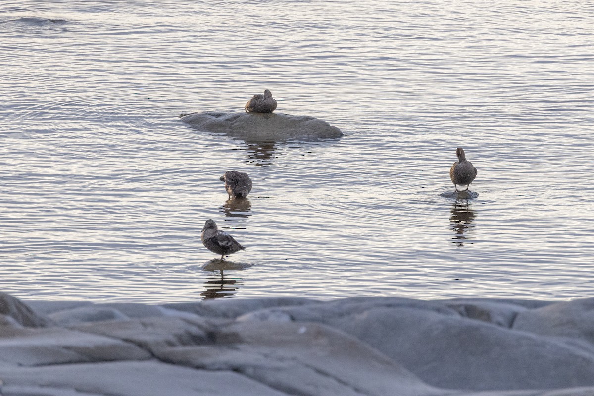 Eider à duvet - ML644235160