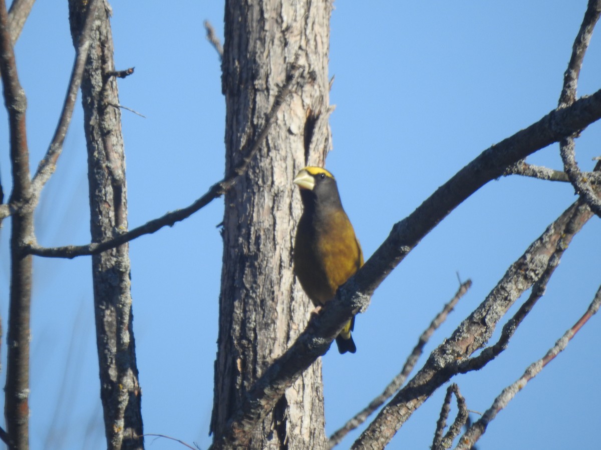 Evening Grosbeak - ML644235162