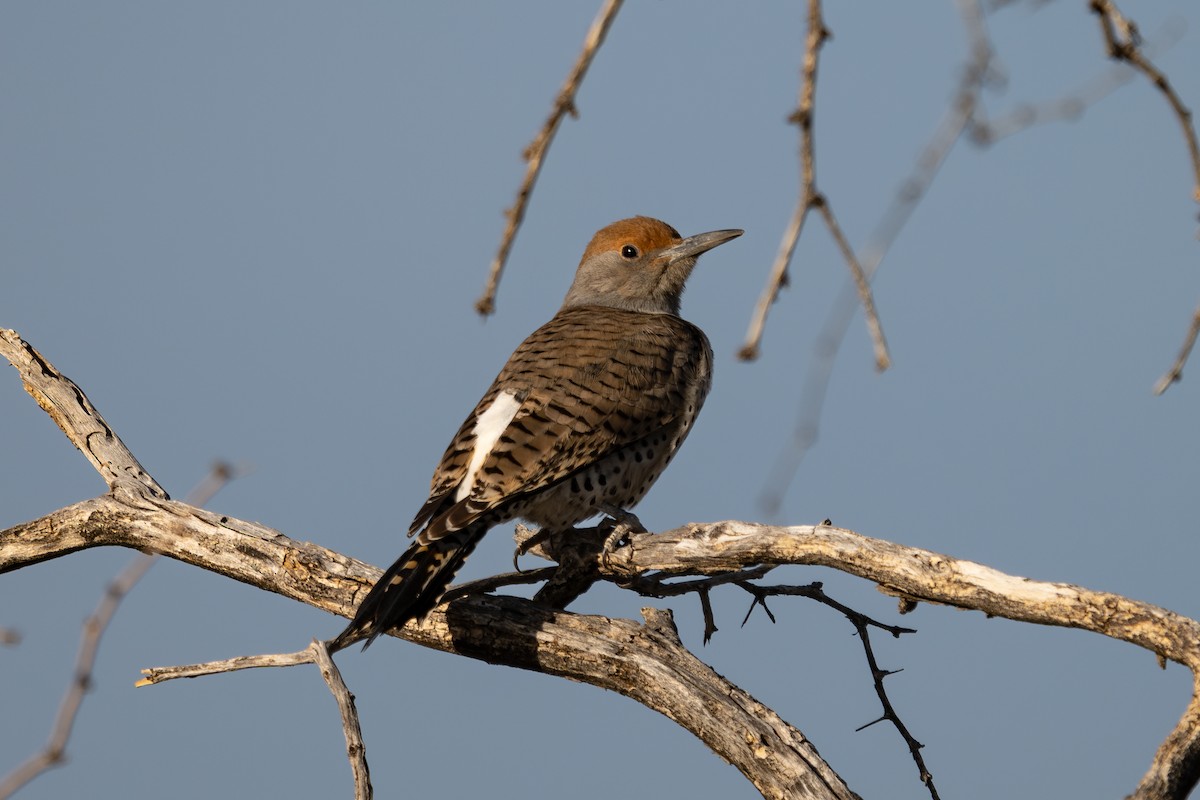 Gilded Flicker - ML644235170