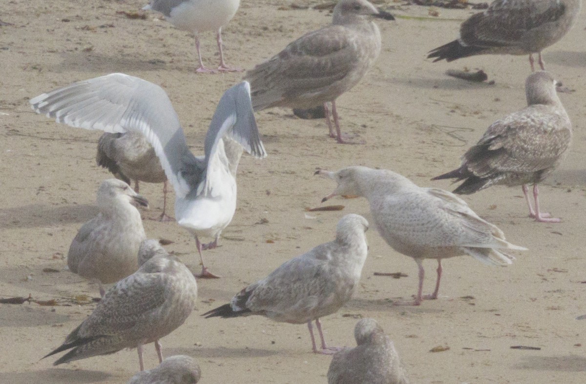 Ipar-kaioa - ML644235178