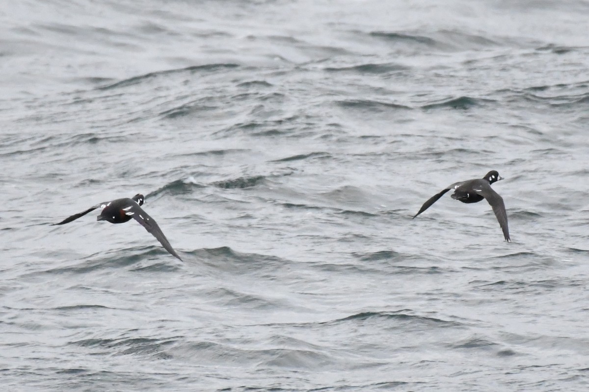 Ahate arlekina - ML644235187