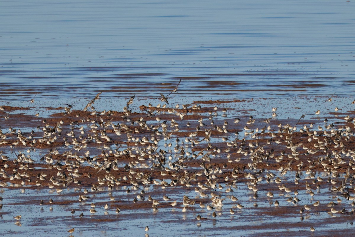 Semipalmated Sandpiper - ML644235202