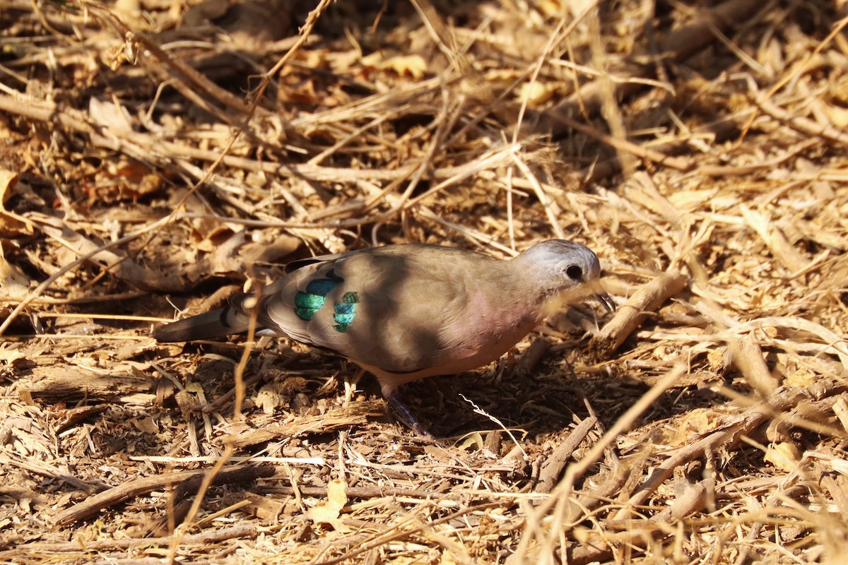 Зеленокрылая лесная горлица - ML644235220