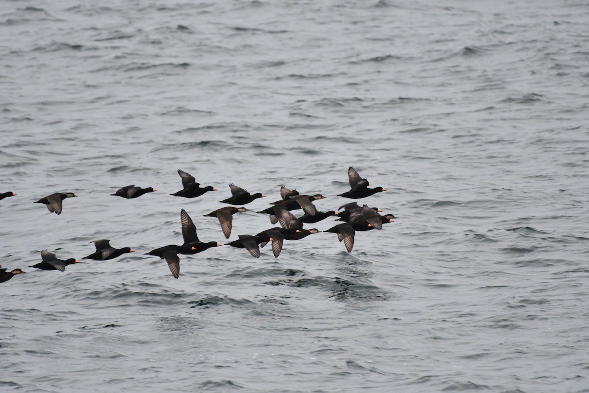 Black Scoter - ML644235221