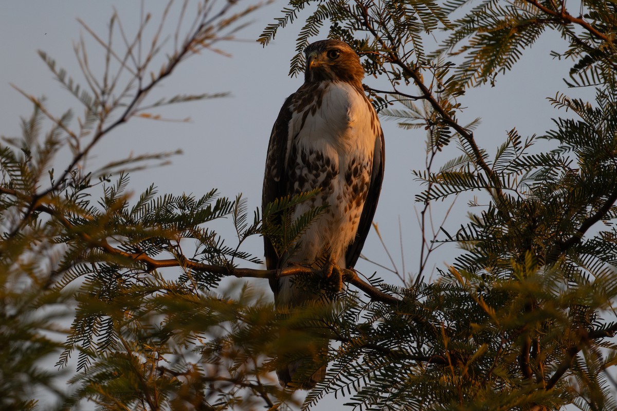 Red-tailed Hawk - ML644235231