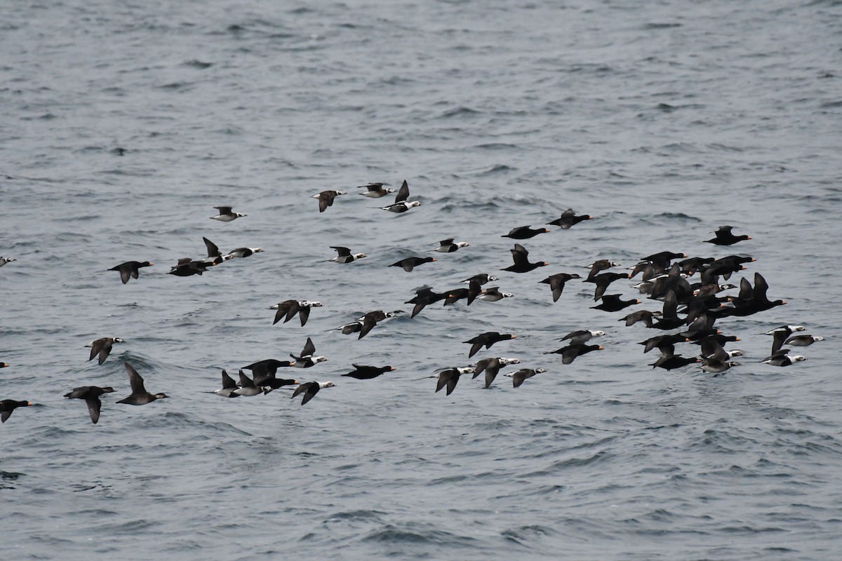 Long-tailed Duck - ML644235242