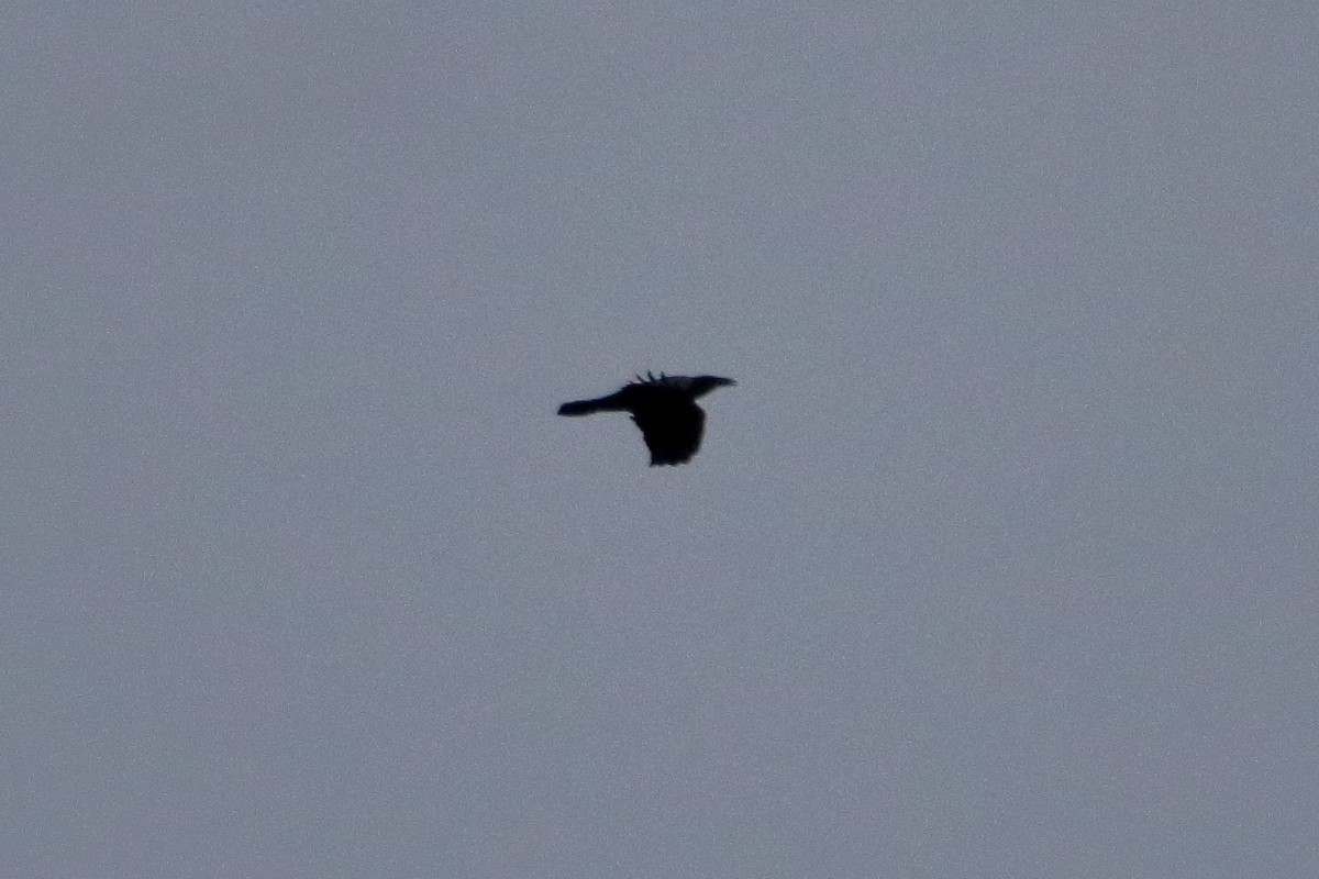 Grand Corbeau - ML644235253