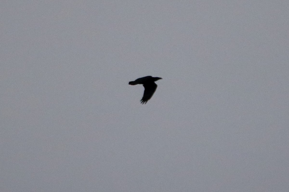 Grand Corbeau - ML644235254