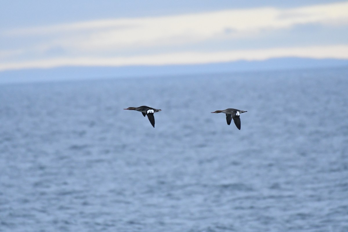 Red-breasted Merganser - ML644235261