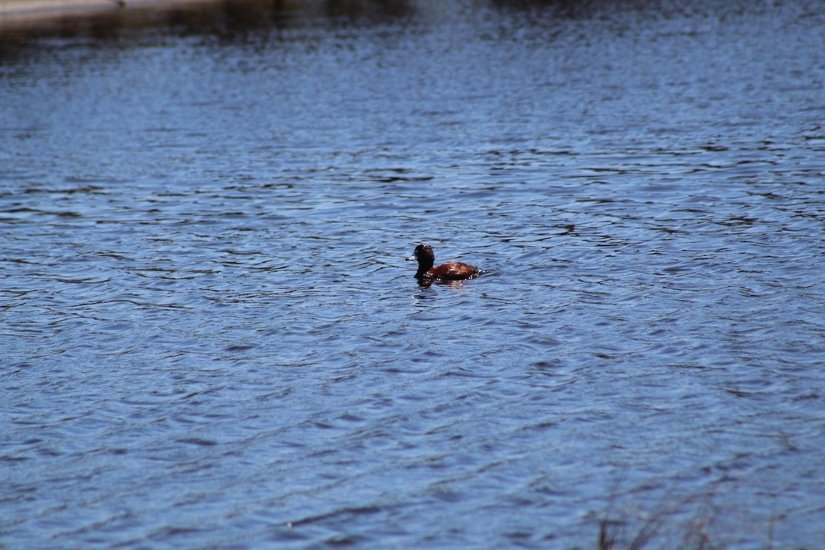 Lake Duck - ML644235263