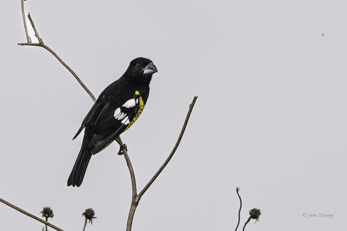Black-backed Grosbeak - ML644235265