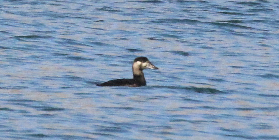 Surf Scoter - ML644235275