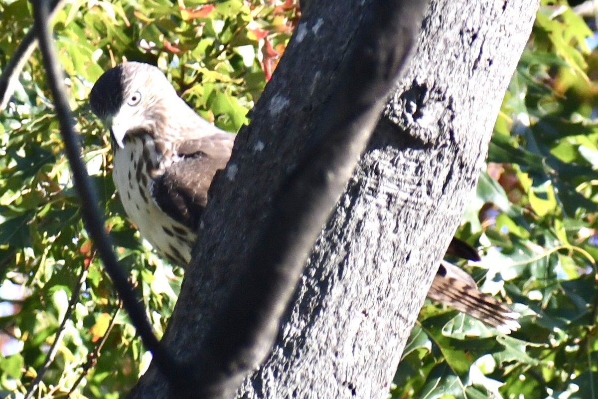 Red-tailed Hawk - ML644235290