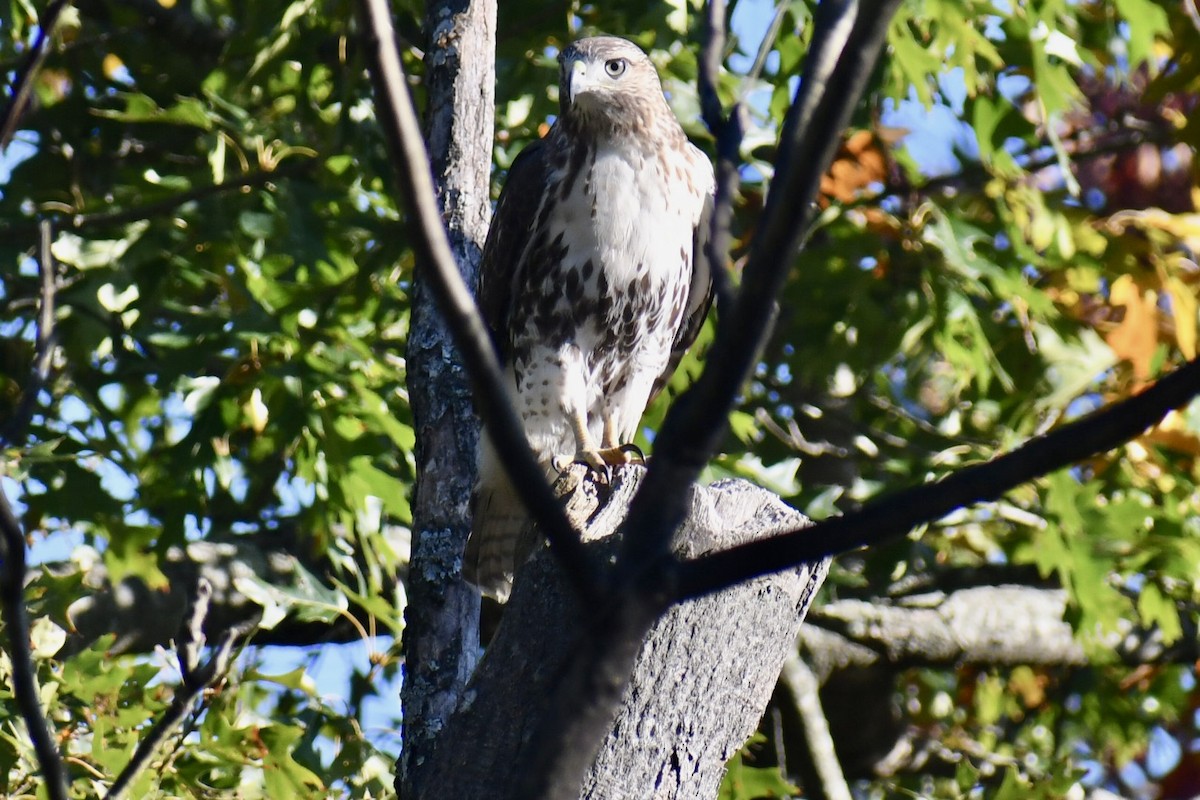 Red-tailed Hawk - ML644235291