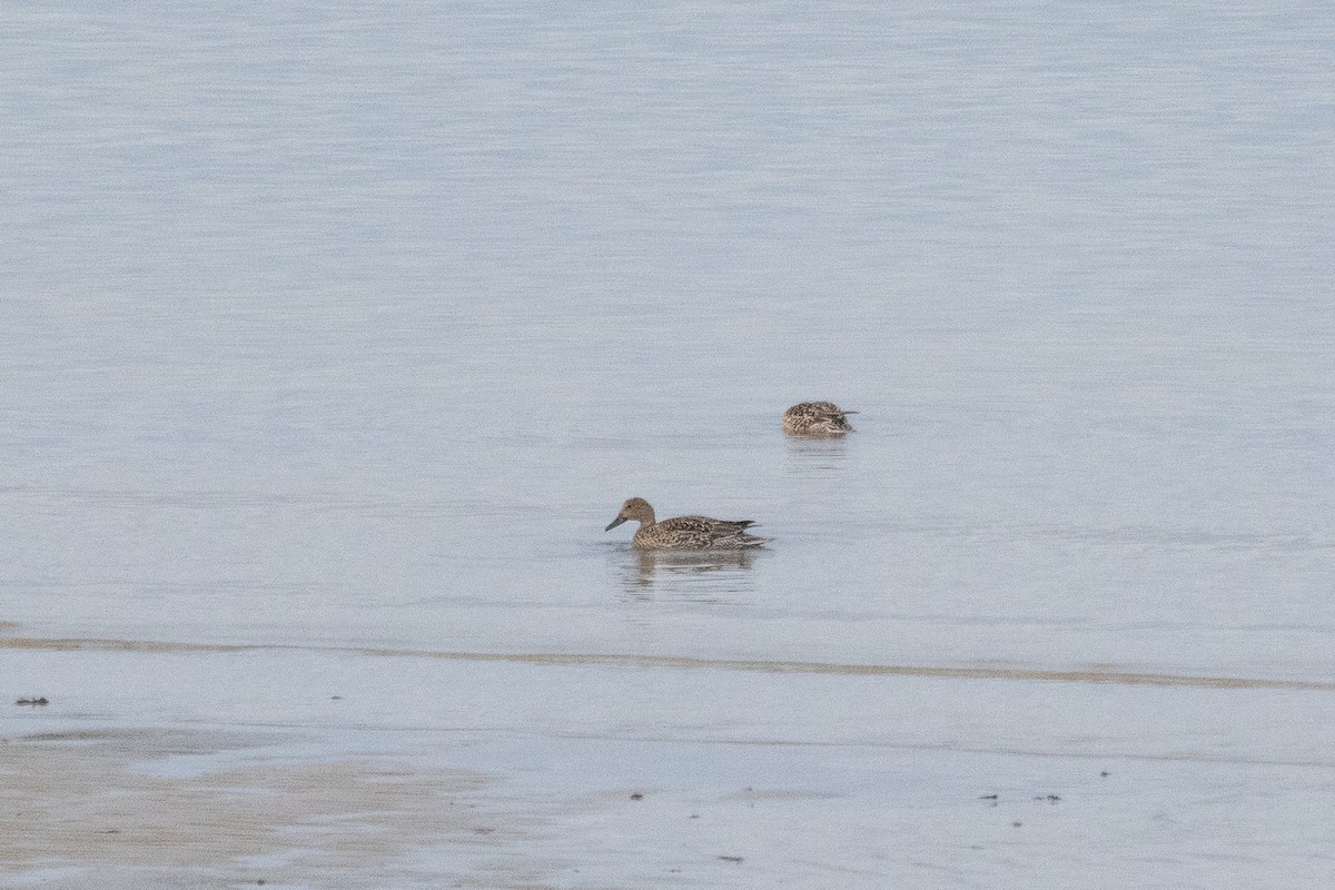 Canard pilet - ML644235306