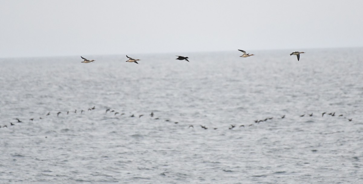 Red-breasted Merganser - ML644235309