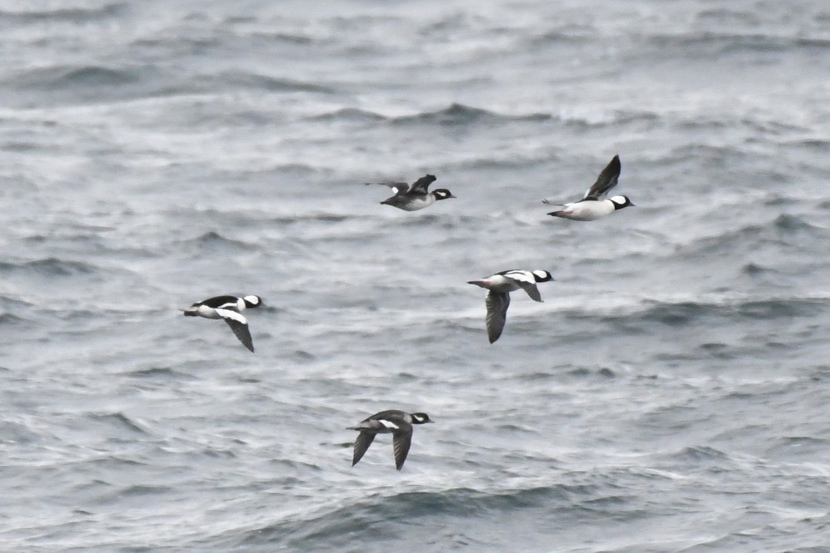 Bufflehead - ML644235316