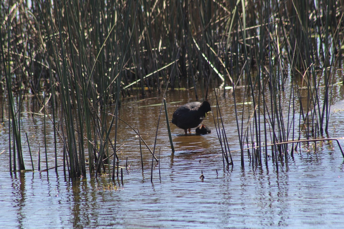 lyska žlutočelá - ML644235351