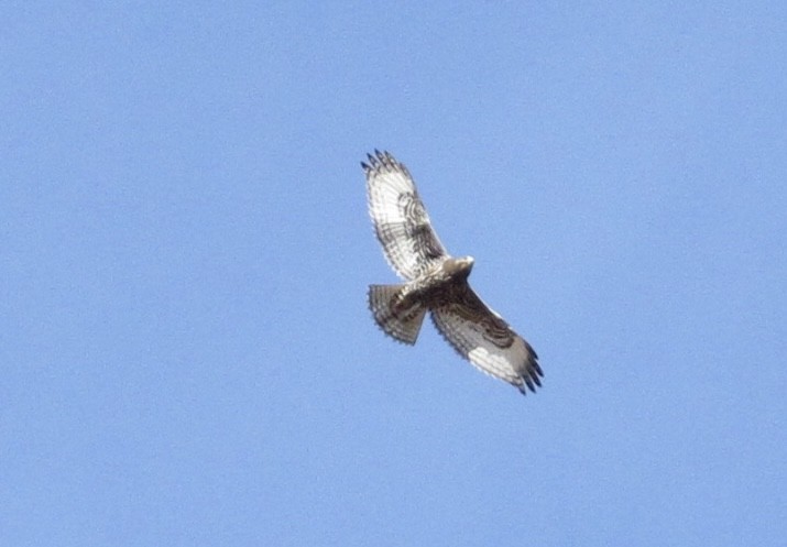 Red-tailed Hawk - ML644235366