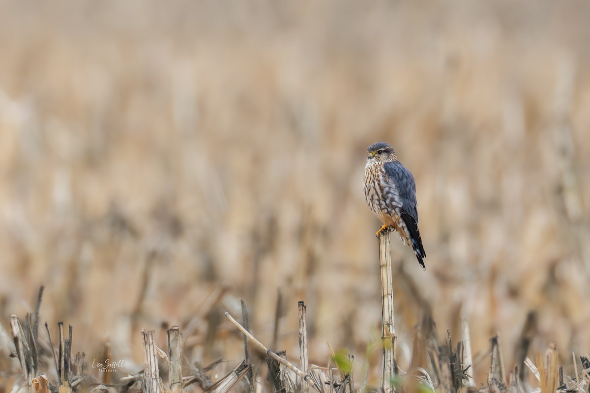 Smeriglio - ML644235368