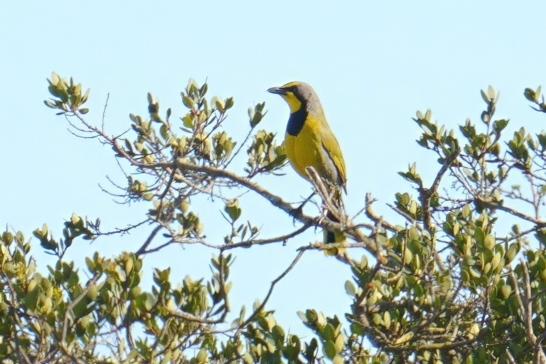 Gonolek bacbakiri - ML644235371