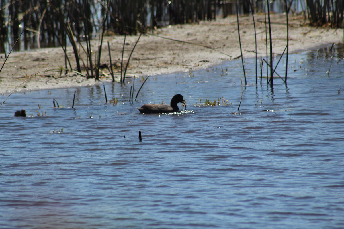 lyska žlutočelá - ML644235393