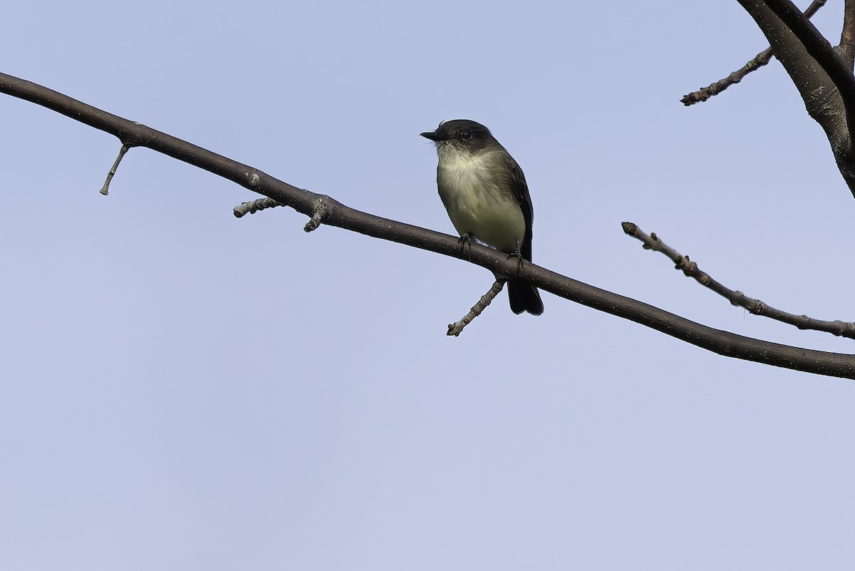 Eastern Phoebe - ML644235395