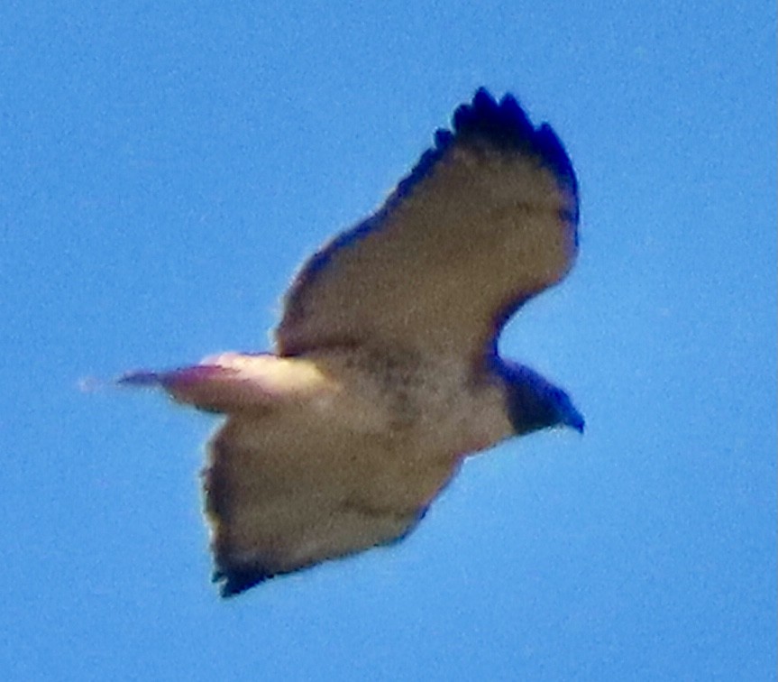 Red-tailed Hawk - ML644235399