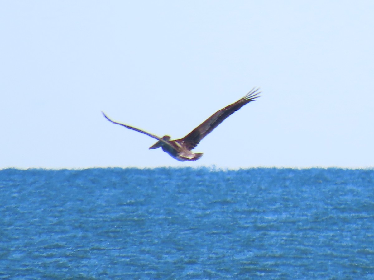 Brown Pelican - ML644235422