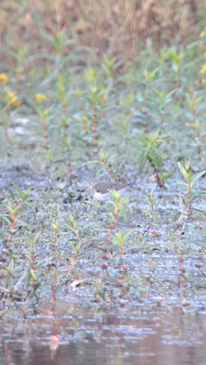 Solitary Sandpiper - ML644235430